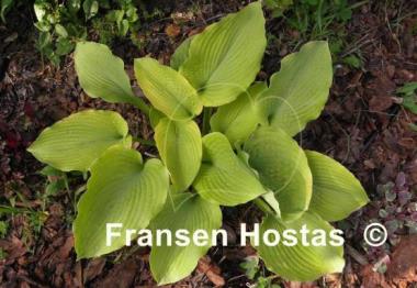 Hosta Star Power