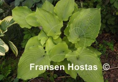 Hosta Star Power