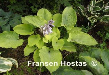 Hosta Star Power