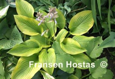 Hosta Star-kissed