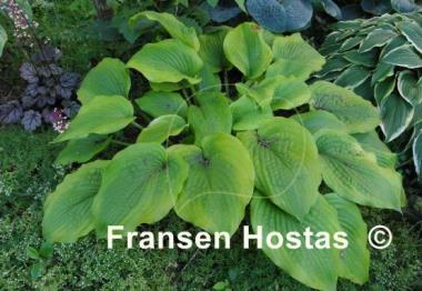 Hosta Star-kissed