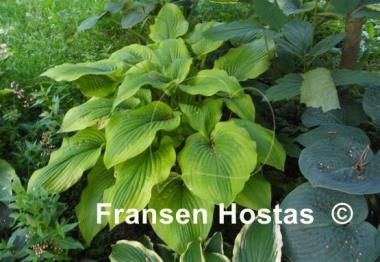 Hosta Star-kissed