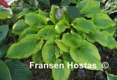 Hosta Star-kissed