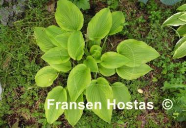 Hosta Star-kissed