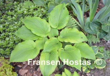 Hosta Star-kissed