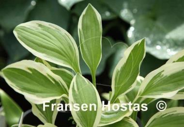 Hosta Starburst Stable