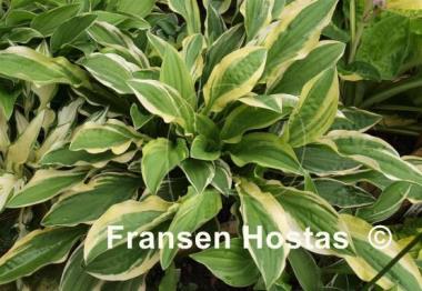 Hosta Starburst Stable