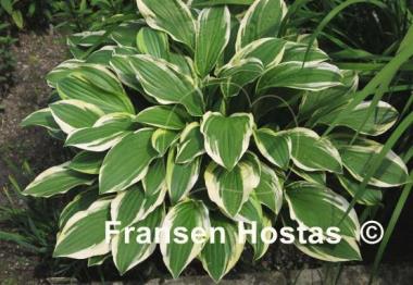 Hosta Starburst Stable