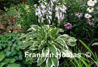 Hosta Starburst Stable