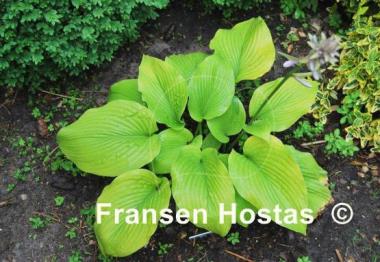 Hosta Stardust