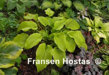 Hosta Stardust