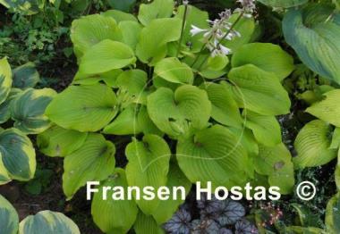 Hosta Stardust