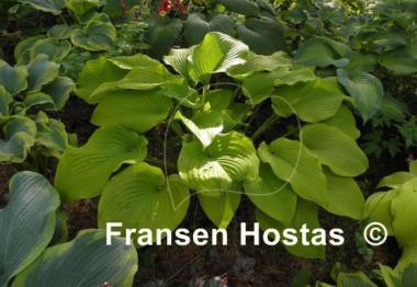 Hosta Stardust