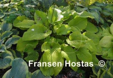Hosta Stardust