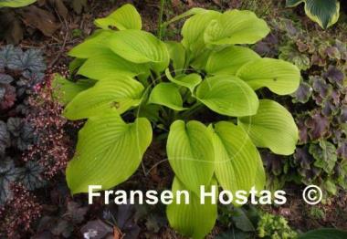 Hosta Stardust