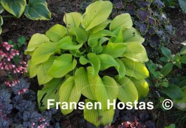 Hosta Stardust