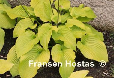 Hosta Stardust