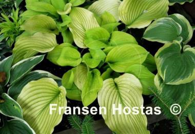 Hosta Stardust