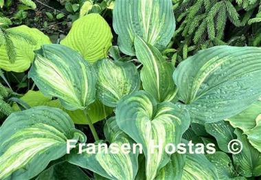 Hosta Stargate