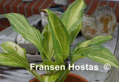 Hosta Stargate