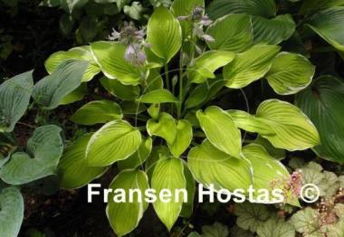 Hosta Starship