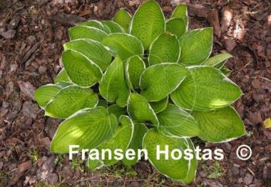 Hosta Starship