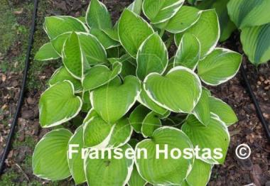 Hosta Starship