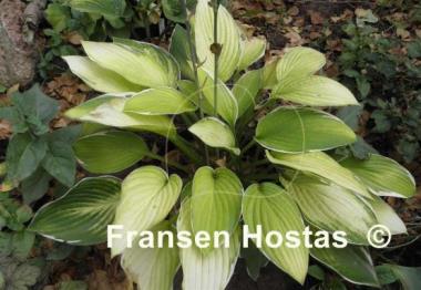 Hosta Starship