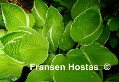 Hosta Starship