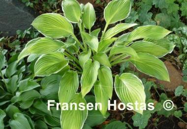 Hosta Starship