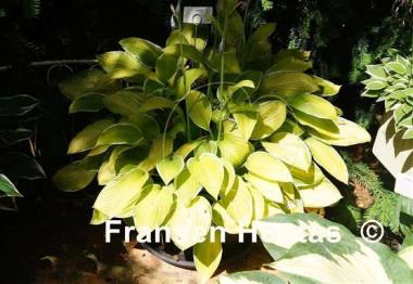 Hosta Starship