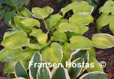 Hosta Starship