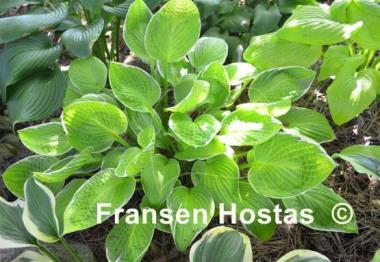 Hosta Starship