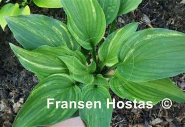 Hosta Status Quo