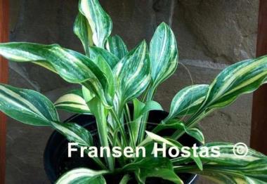 Hosta Status Quo