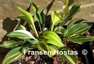 Hosta Status Quo