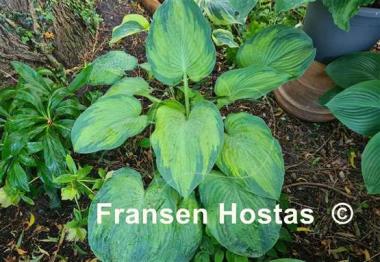 Hosta Step Sister