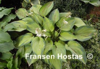 Hosta Step Sister