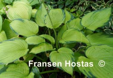 Hosta Step Sister