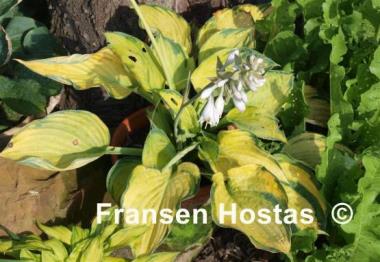 Hosta Step Sister