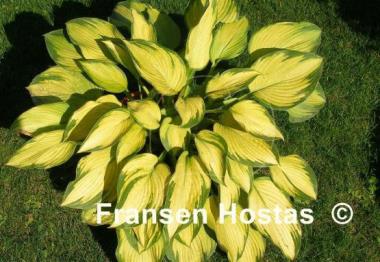 Hosta Step Sister