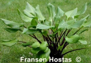 Hosta Stephen King
