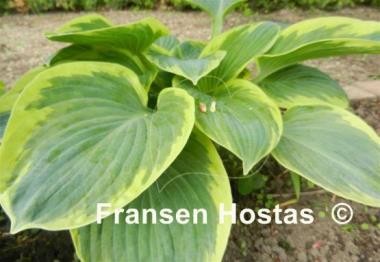 Hosta Stepping Out