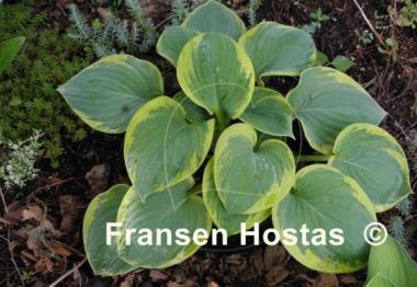 Hosta Stepping Out