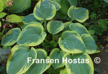 Hosta Stepping Out