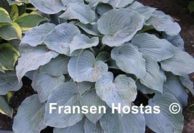 Hosta Sterling Medallion
