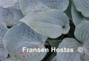 Hosta Sterling Medallion