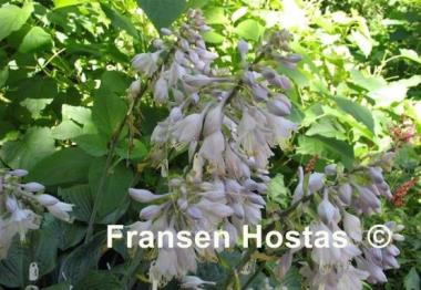 Hosta Sterling Medallion