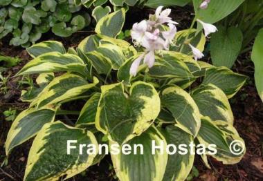 Hosta Stetson