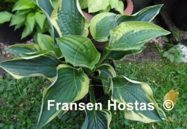 Hosta Stetson